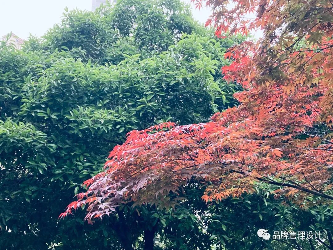 1683612019647216.jpg q2.jpg